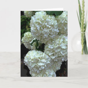 SchneeballHydrangea 2 Karte