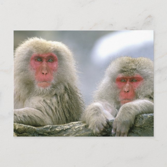 Schneeballkuchen, japanischer Macaque, Postkarte (Vorderseite)