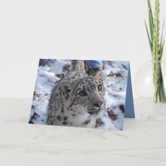 Schneeballleopard-Blankekarte Karte (Vorderseite)
