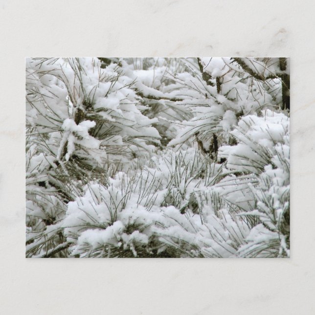 Schneeballzweige Postkarte (Vorderseite)