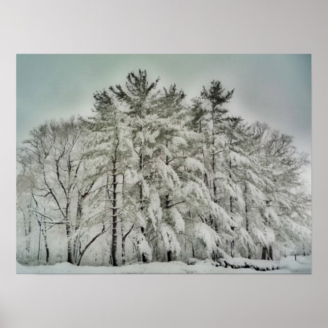 Schneebäume HDR. Poster (Vorne)