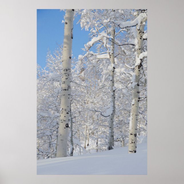 Schneebedeckte Aspen, Bärenfalle-Verwüstungsgrat Poster (Vorne)