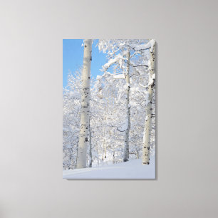 Schneebedeckte Aspen, Bärfespeicher-Verwüstungsk Leinwanddruck