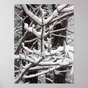 Schneebedeckte Äste Poster