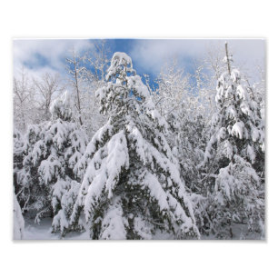 Schneebedeckte Bäume Fotodruck