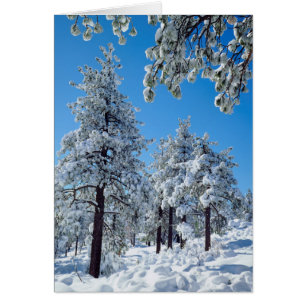 Schneebedeckte Bäume in den Laguna Mountains