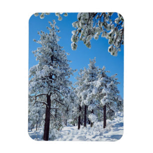 Schneebedeckte Bäume in den Laguna Mountains Magnet