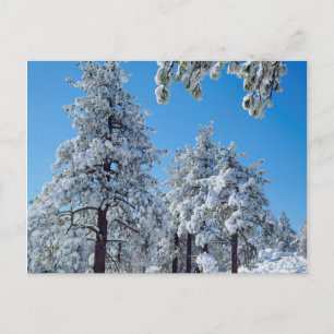 Schneebedeckte Bäume in den Laguna Mountains Postkarte