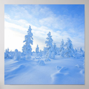 schneebedeckte Bäume in Lappland in Finnland Poster