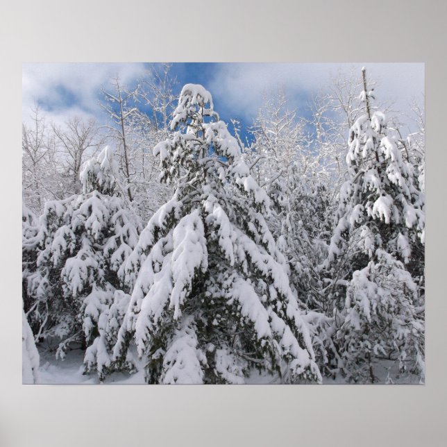 Schneebedeckte Bäume Poster (Vorne)