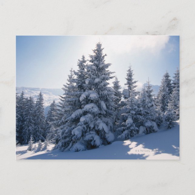 Schneebedeckte Bäume und Berge Postkarte (Vorderseite)