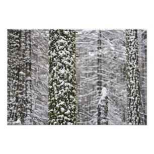 Schneebedeckte Baumstämme im Yosemite-Tal - Fotodruck