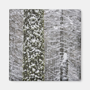 Schneebedeckte Baumstämme im Yosemite-Tal - Magnet