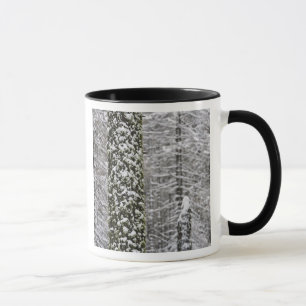Schneebedeckte Baumstämme im Yosemite-Tal - Tasse