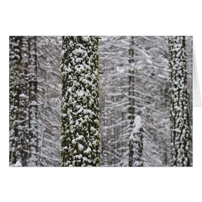 Schneebedeckte Baumstämme im Yosemittal - (Vorderseite (Horizontal))