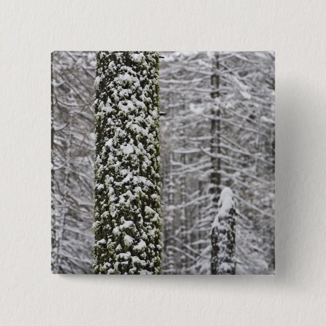 Schneebedeckte Baumstämme im Yosemittal - Button (Vorderseite)