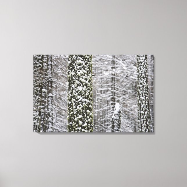 Schneebedeckte Baumstämme im Yosemittal - Leinwanddruck (Vorderseite)