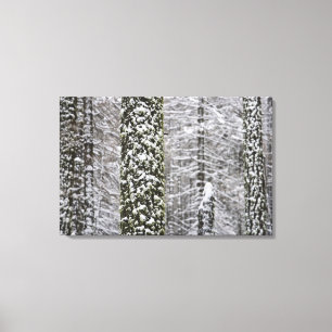 Schneebedeckte Baumstämme im Yosemittal - Leinwanddruck