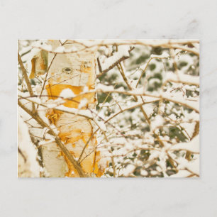 Schneebedeckte Birke Postkarte