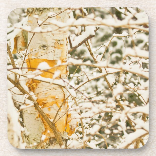 Schneebedeckte Birke Untersetzer (Vorderseite)