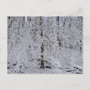 Schneebedeckte Birkenbaumkrone Postkarte