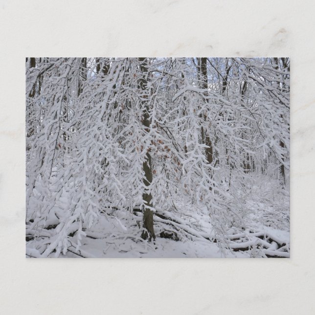 Schneebedeckte Birkenbaumkrone Postkarte (Vorderseite)
