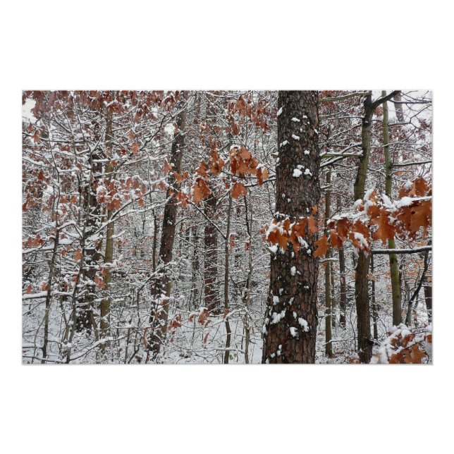 Schneebedeckte Eichenbäume Winternaturfotografie Poster (Vorderseite)