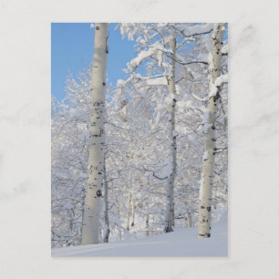 Schneebedeckte Espen, Beartrap-Desolation Ridge Postkarte