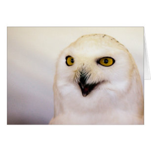 schneebedeckte Eule