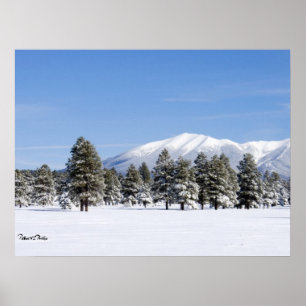 Schneebedeckte Kiefern & San Francisco Peaks Arizo Poster