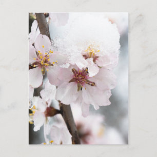 Schneebedeckte Mandelbaum-Blume Postkarte