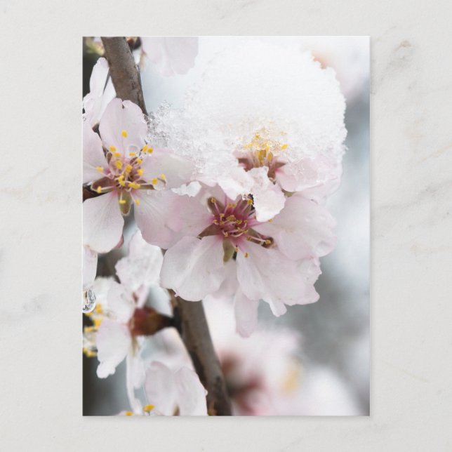 Schneebedeckte Mandelbaum-Blume Postkarte (Vorderseite)