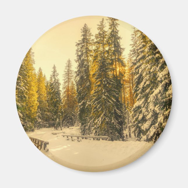 Schneebedeckte Pinienwälder Foto Magnet (Vorne)