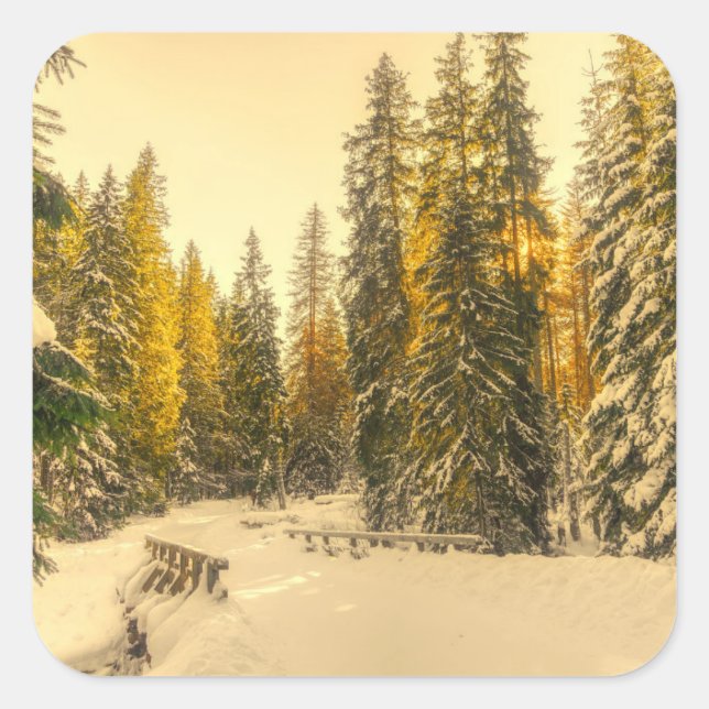 Schneebedeckte Pinienwälder Foto Quadratischer Aufkleber (Vorderseite)