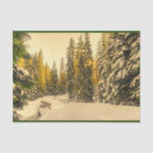 Schneebedeckte Pinienwälder Foto