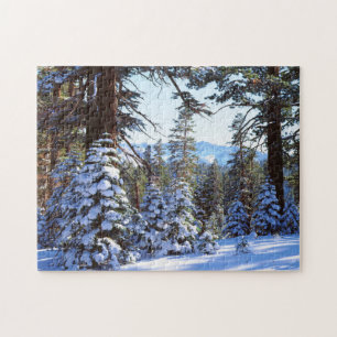 Schneebedeckte Rottannen im High Sierra 2