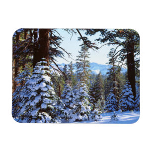 Schneebedeckte Rottannen im High Sierra 2 Magnet