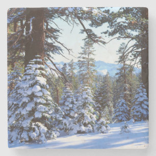 Schneebedeckte Rottannen im High Sierra 2 Steinuntersetzer