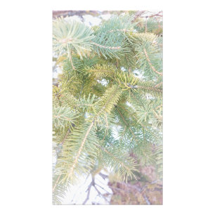 Schneebedeckte Spruce-Bäume. Jetzt kaufen Fotodruck