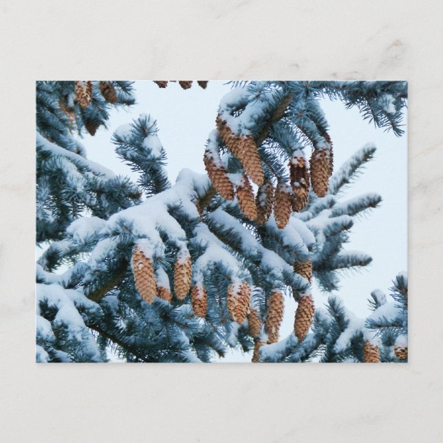Schneebedeckte Spruce-Kragen und Pinecones Postkarte (Vorderseite)