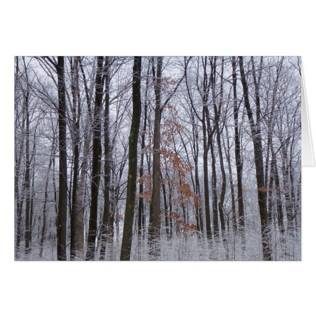 Schneebedeckte Wälder Winterlandschaft Fotografie (Vorderseite (Horizontal))