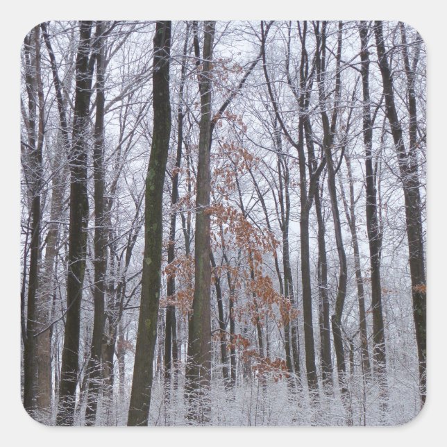 Schneebedeckte Wälder Winterlandschaft Fotografie Quadratischer Aufkleber (Vorderseite)