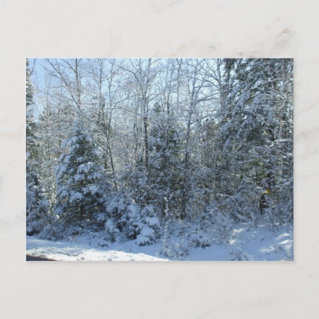 Schneebedeckte Weihnachtsbäume Blank Post Card Feiertagspostkarte (Vorderseite)