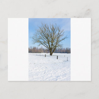 Schneebedeckte Winterlandschaft mit nacktem Baum u Postkarte