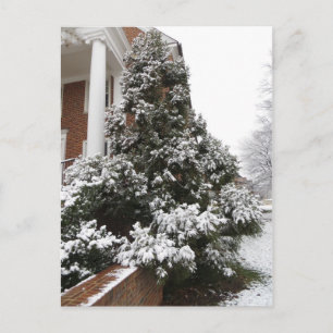 Schneebedeckter Baum Postkarte