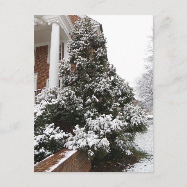 Schneebedeckter Baum Postkarte (Vorderseite)