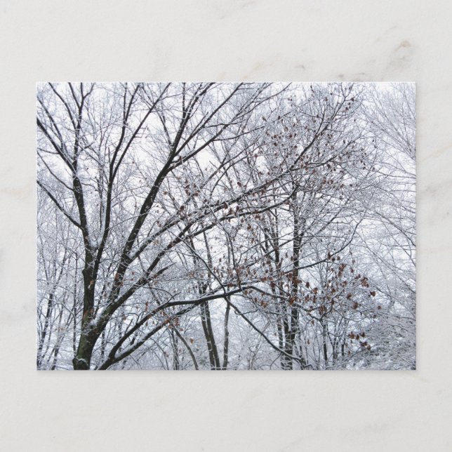 Schneebedeckter Eichenbaum Postkarte (Vorderseite)