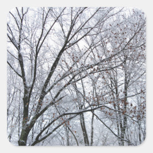Schneebedeckter Eichenbaum Quadratischer Aufkleber