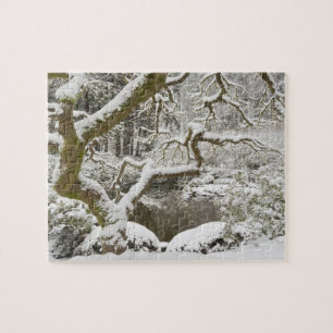 Schneebedeckter Japanischer Ahorn