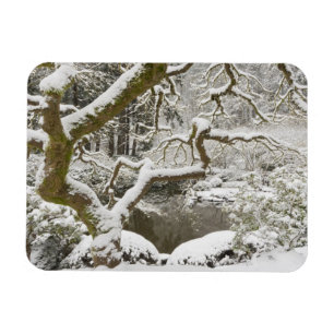 Schneebedeckter Japanischer Ahorn Magnet